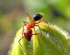 Las hormigas reinas aprenden a ser madres solteras